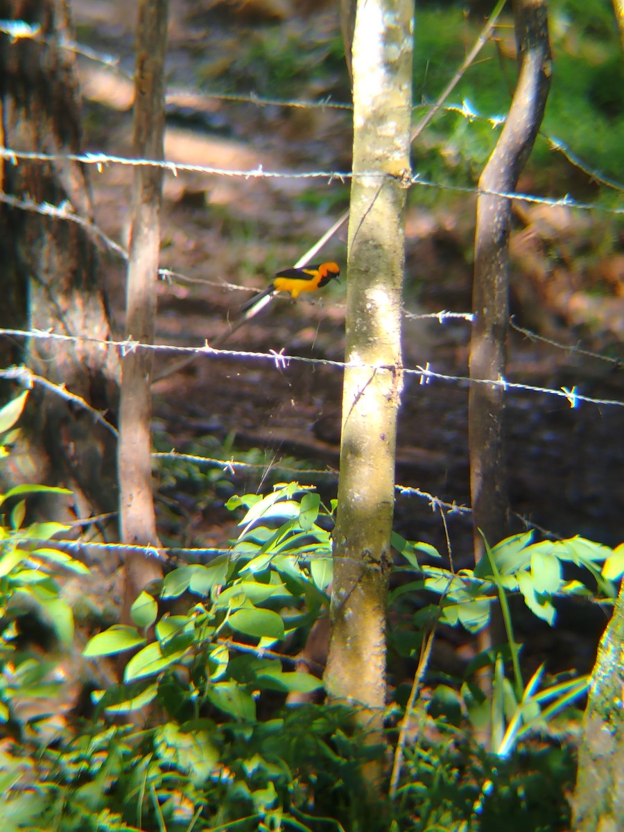 Orange-crowned Oriole - ML637874675