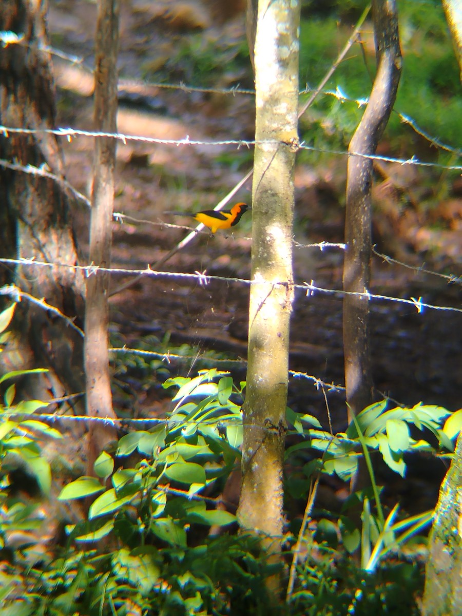 Orange-crowned Oriole - ML637874676