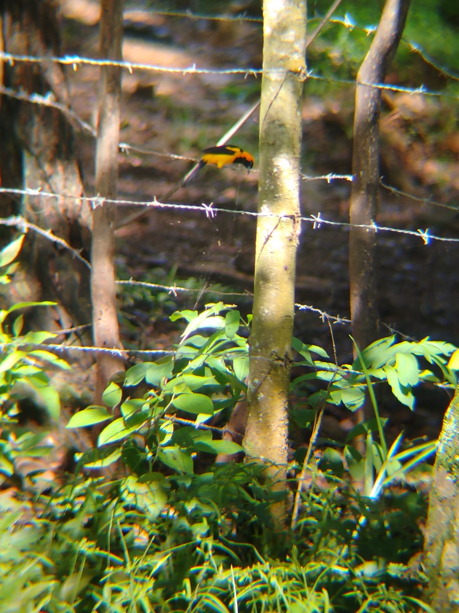 Orange-crowned Oriole - ML637874677