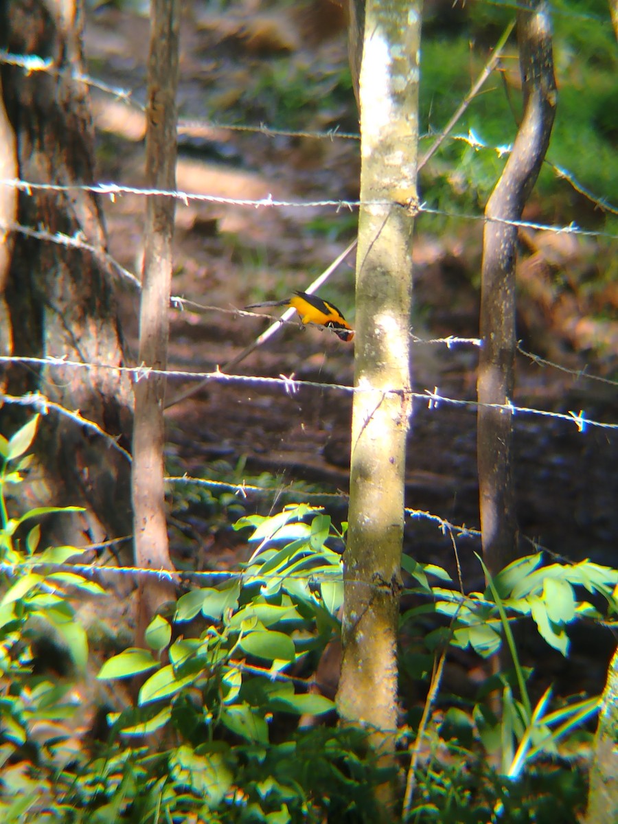 Orange-crowned Oriole - ML637874678