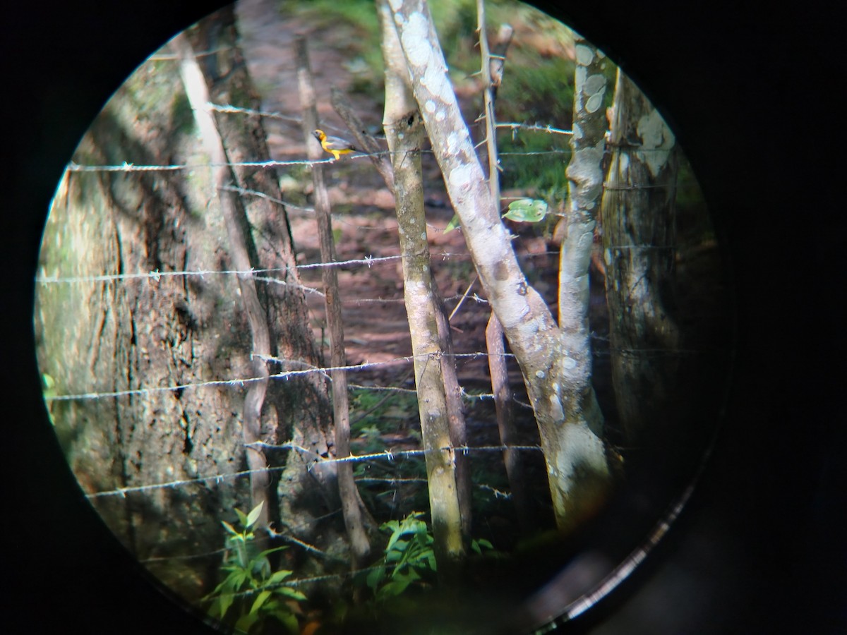 Orange-crowned Oriole - ML637874680