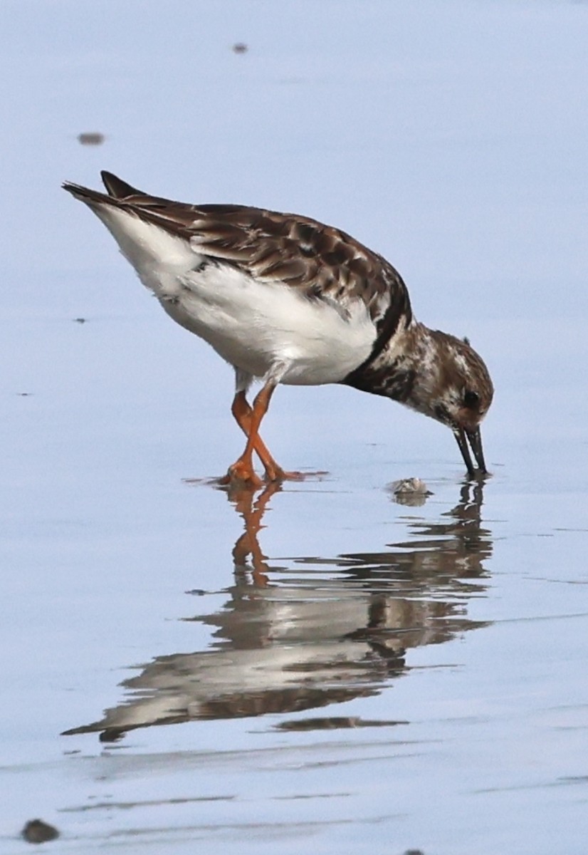 Ruddy Turnstone - ML637874683