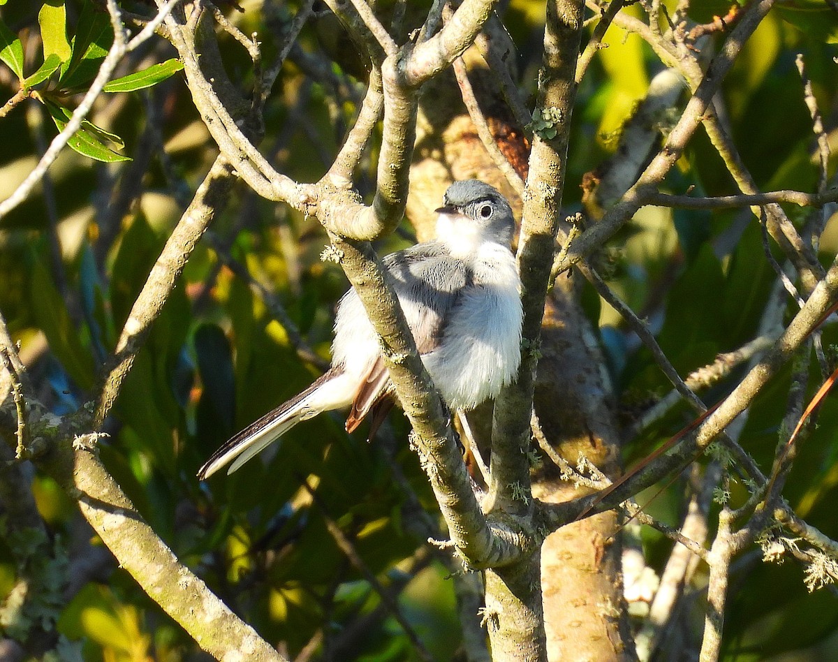 Blue-gray Gnatcatcher - ML637874684