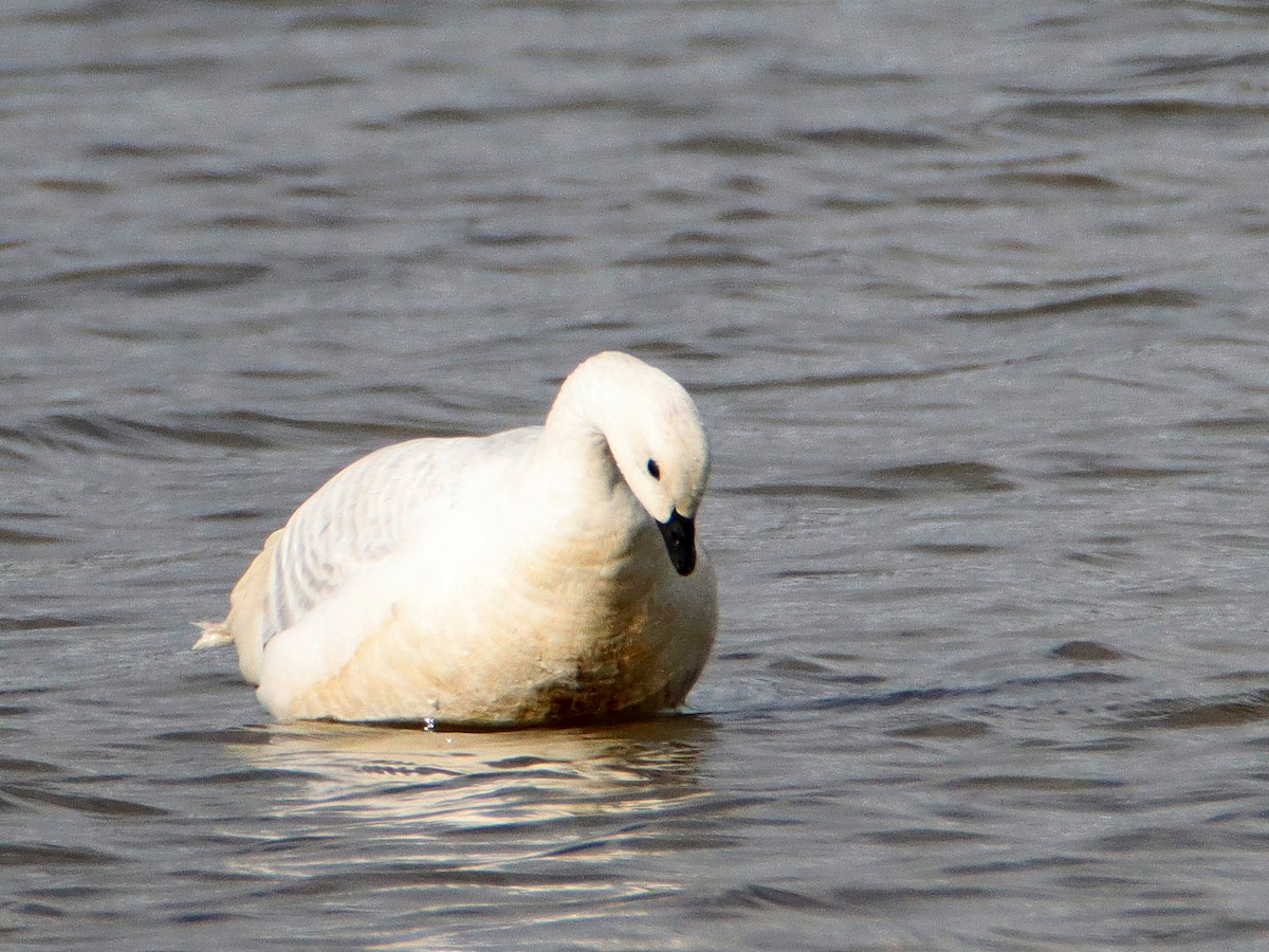 Barnacle Goose - ML637874685