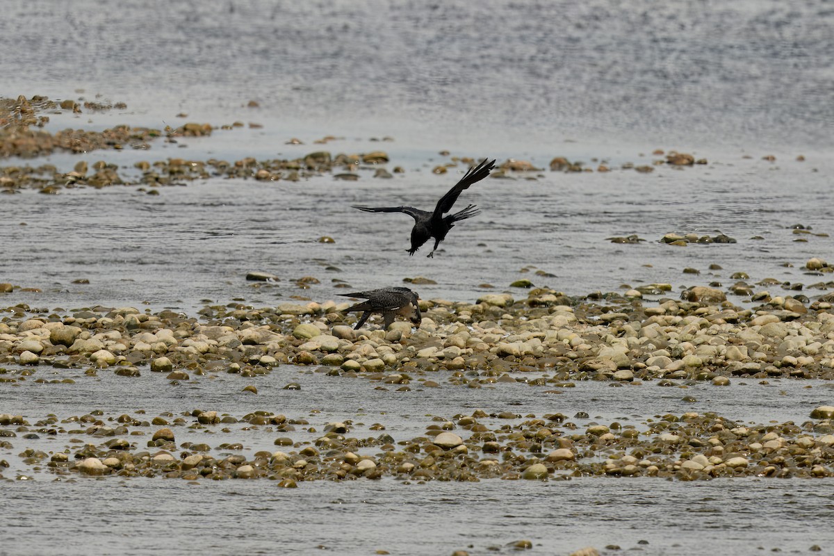 Peregrine Falcon - ML637874686
