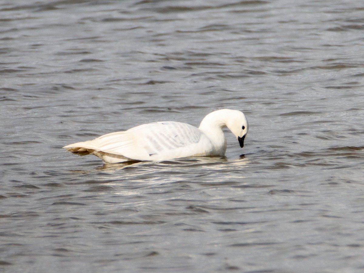 Barnacle Goose - ML637874687