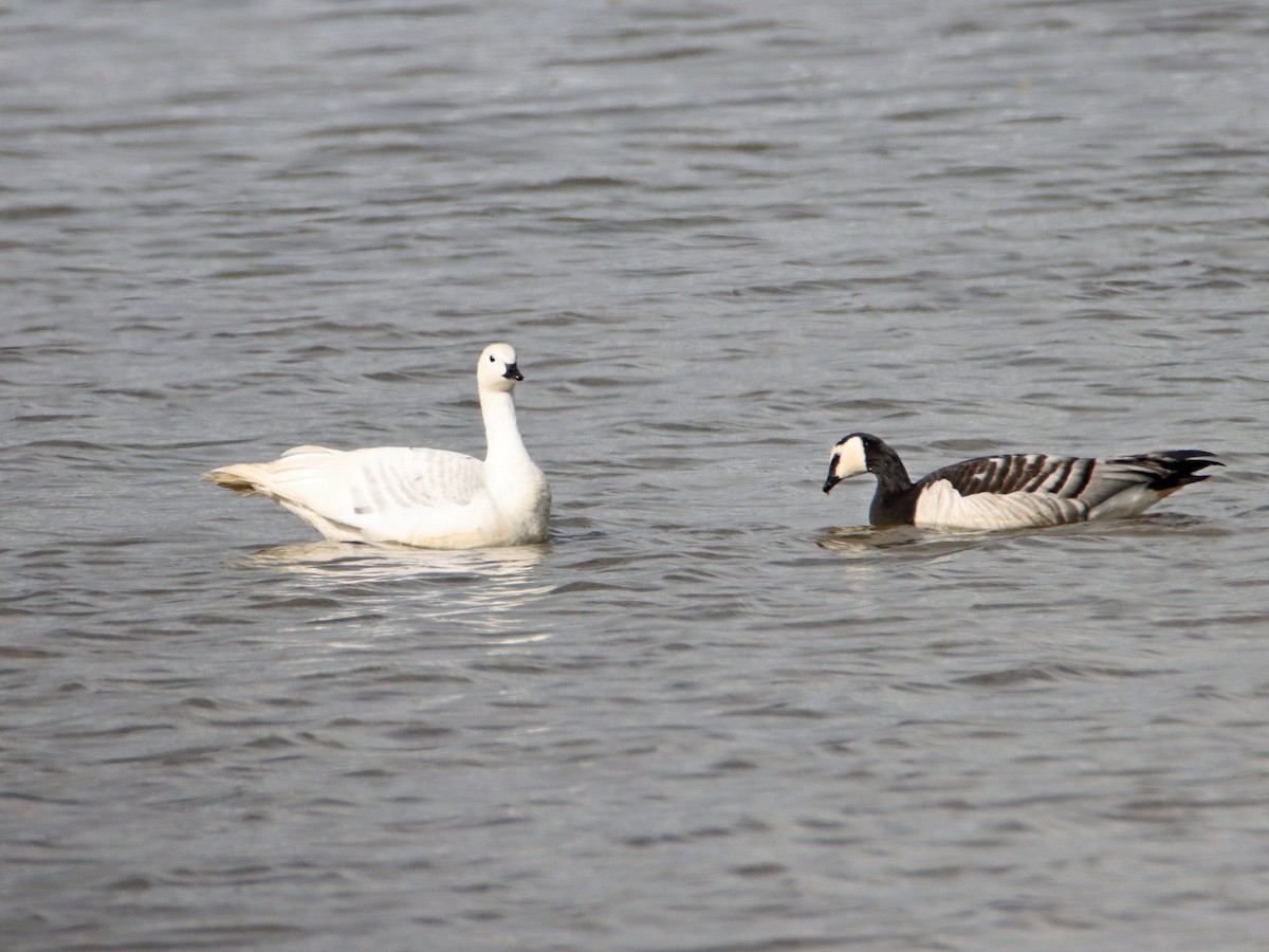 Barnacle Goose - ML637874688