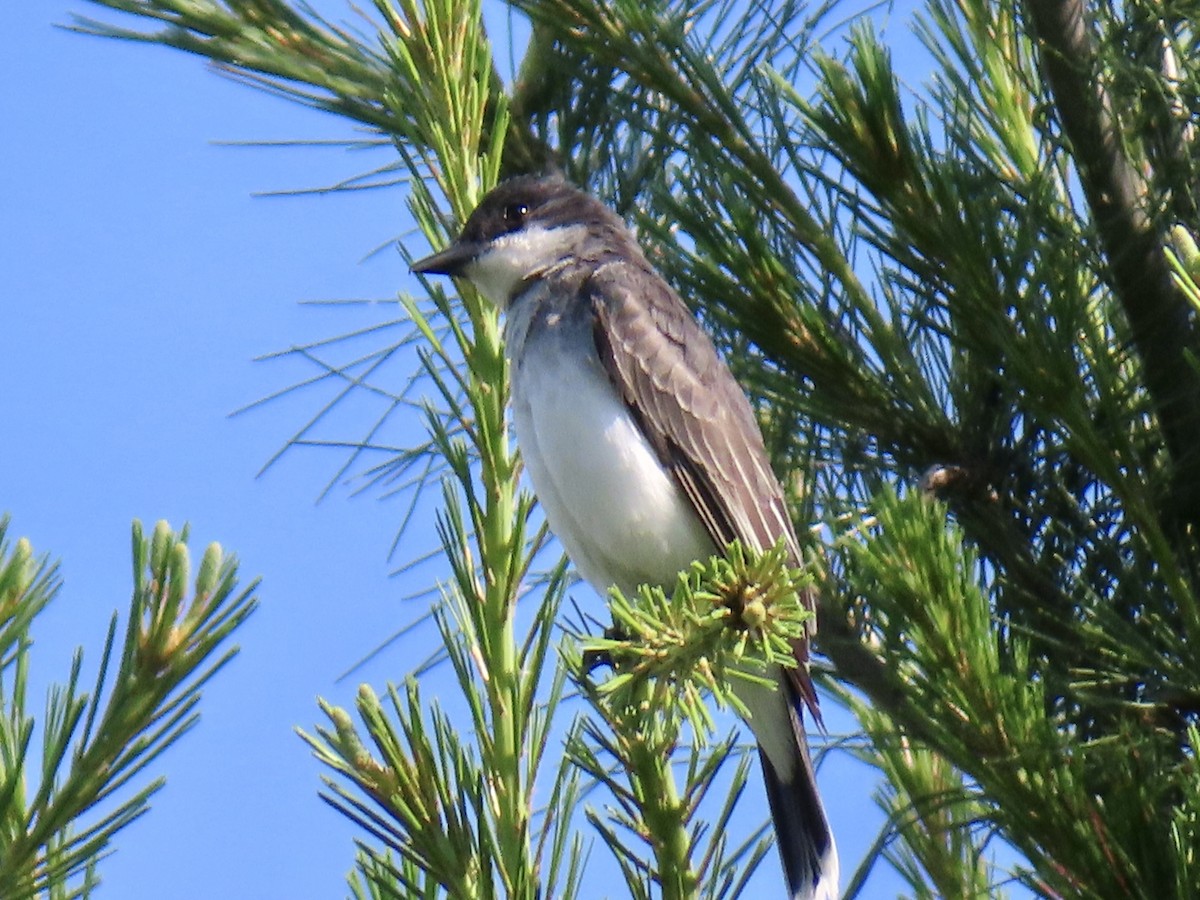 Eastern Kingbird - ML637874689