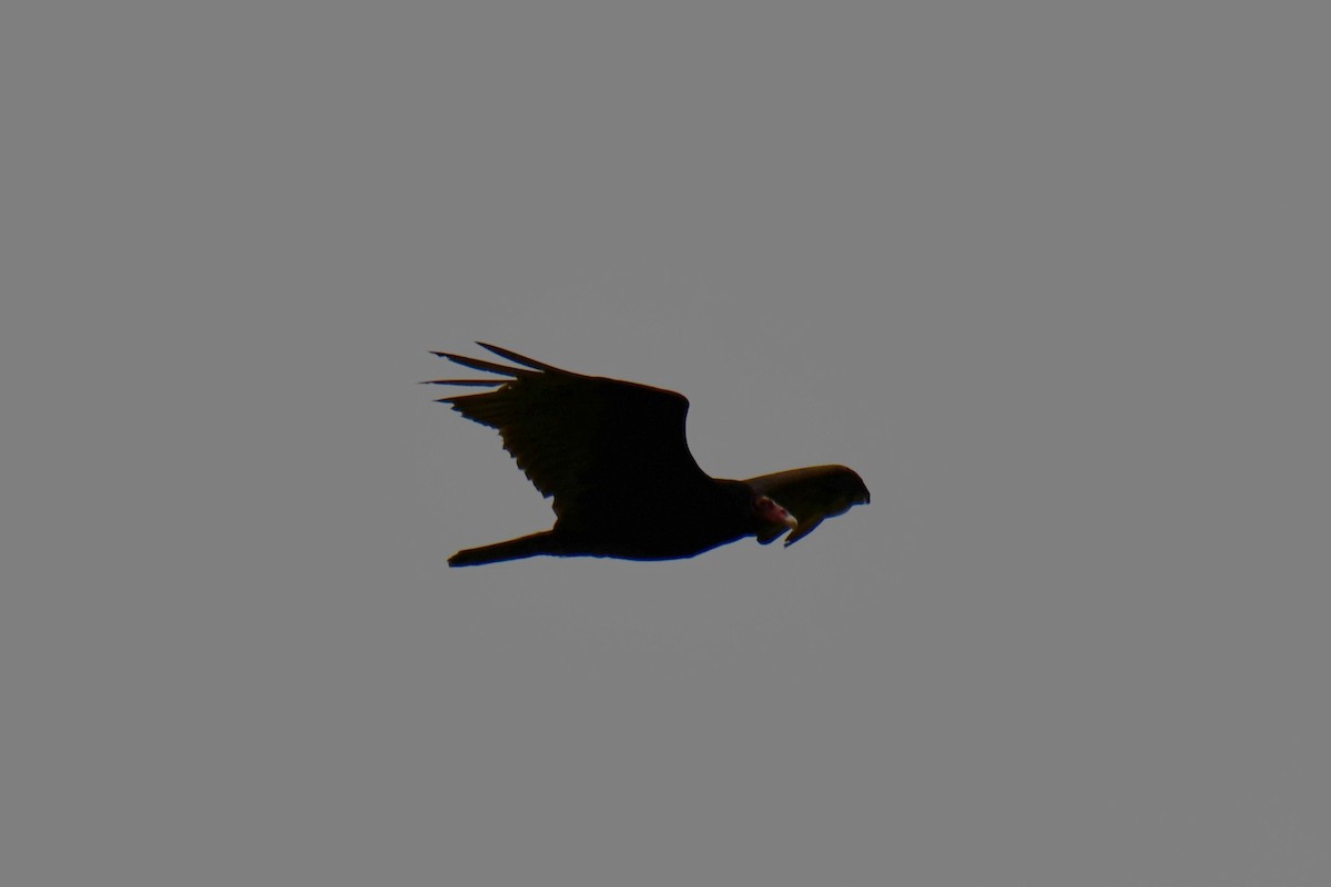 Turkey Vulture - ML637874690