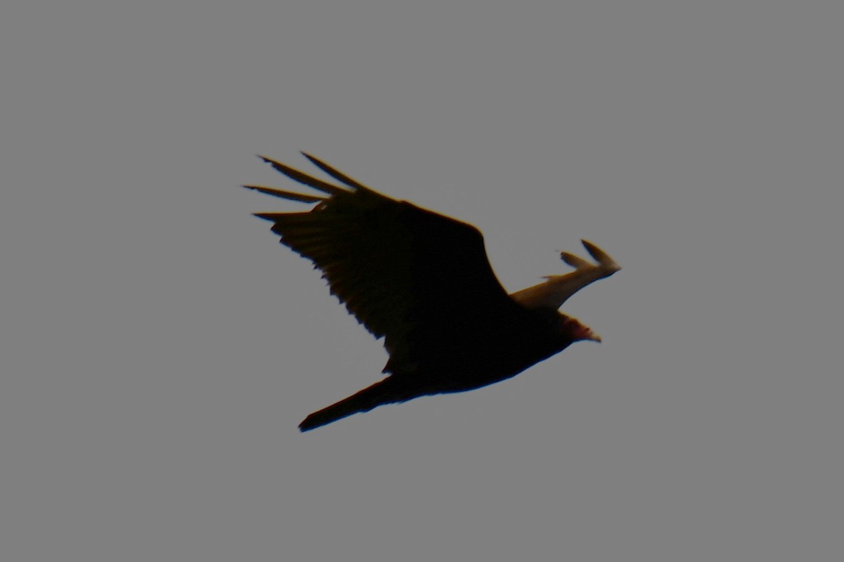 Turkey Vulture - ML637874691