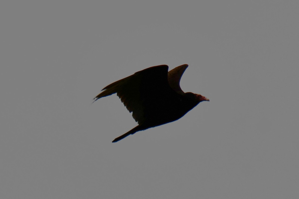 Turkey Vulture - ML637874692