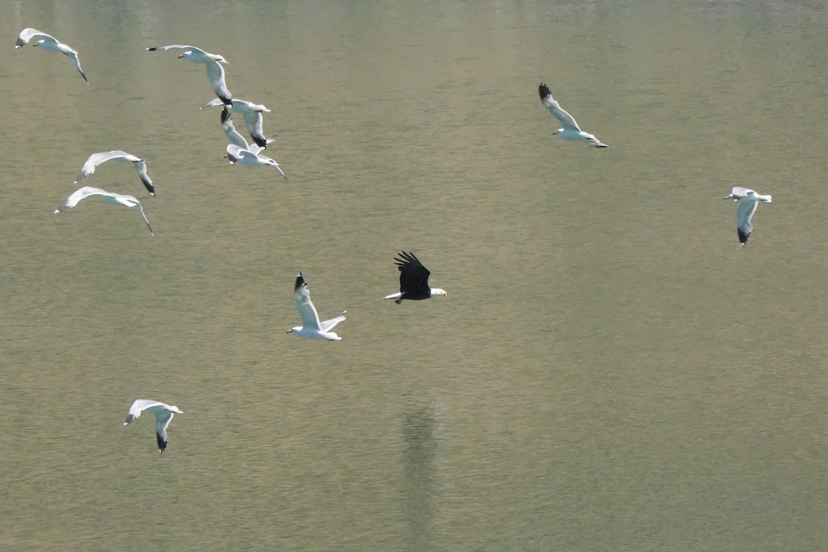 Bald Eagle - ML637874693