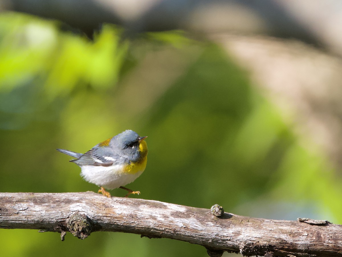 Northern Parula - ML637874695