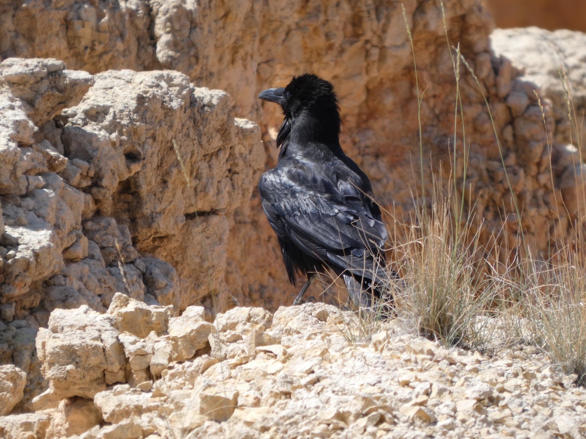 Common Raven - ML637874698