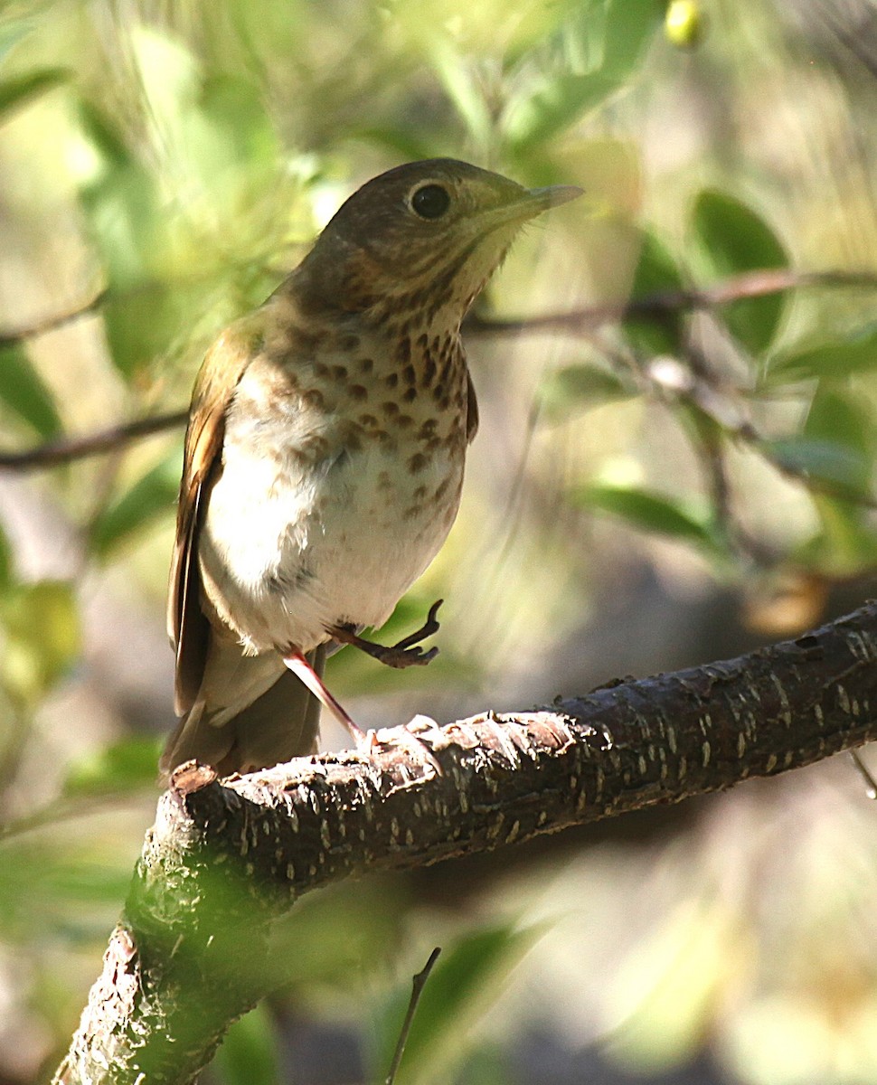 Swainson's Thrush - ML637874699