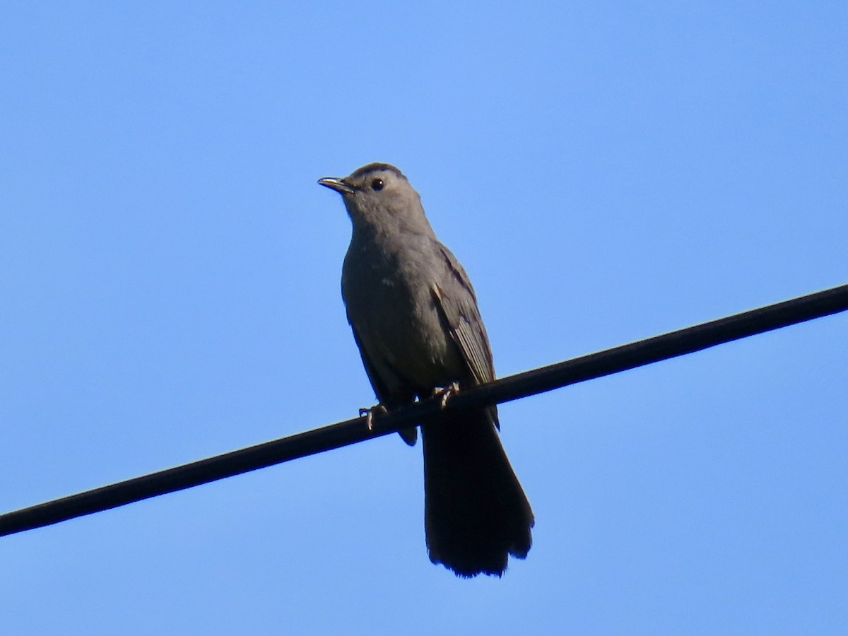 Gray Catbird - ML637874700