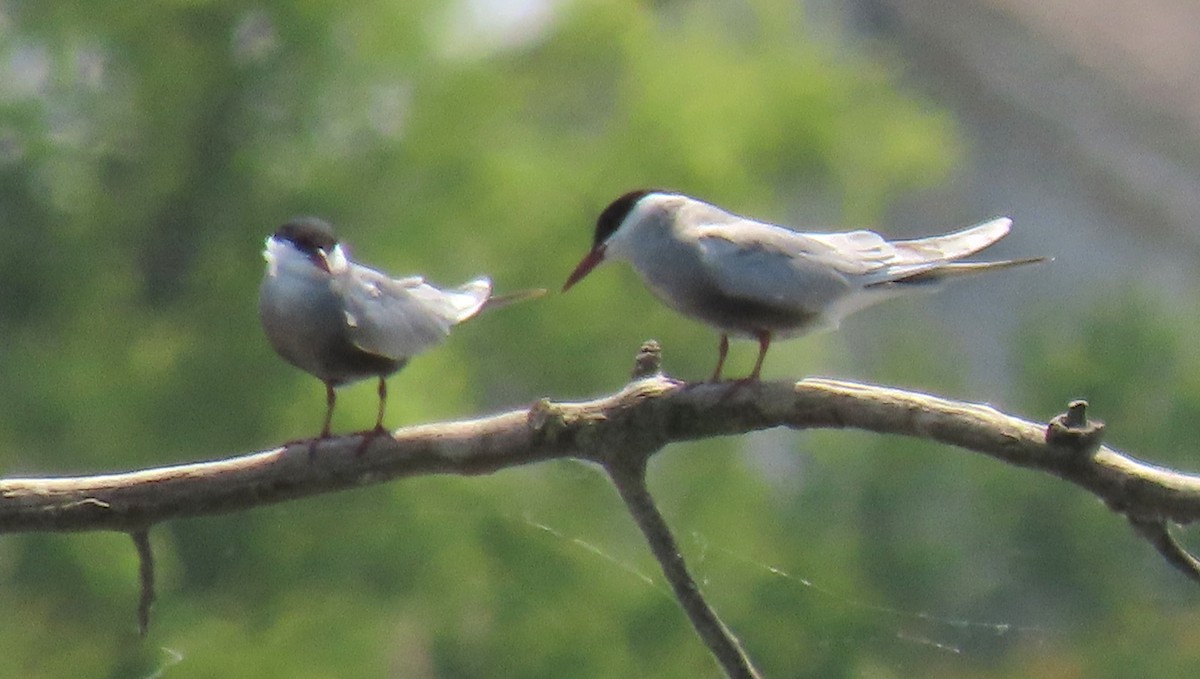 Whiskered Tern - ML637874701