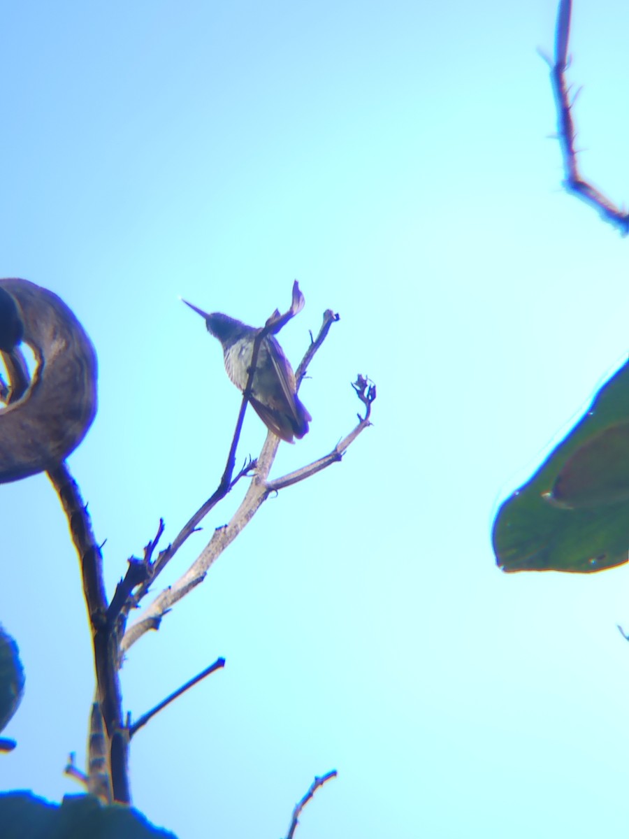Snowy-bellied Hummingbird - ML637874730