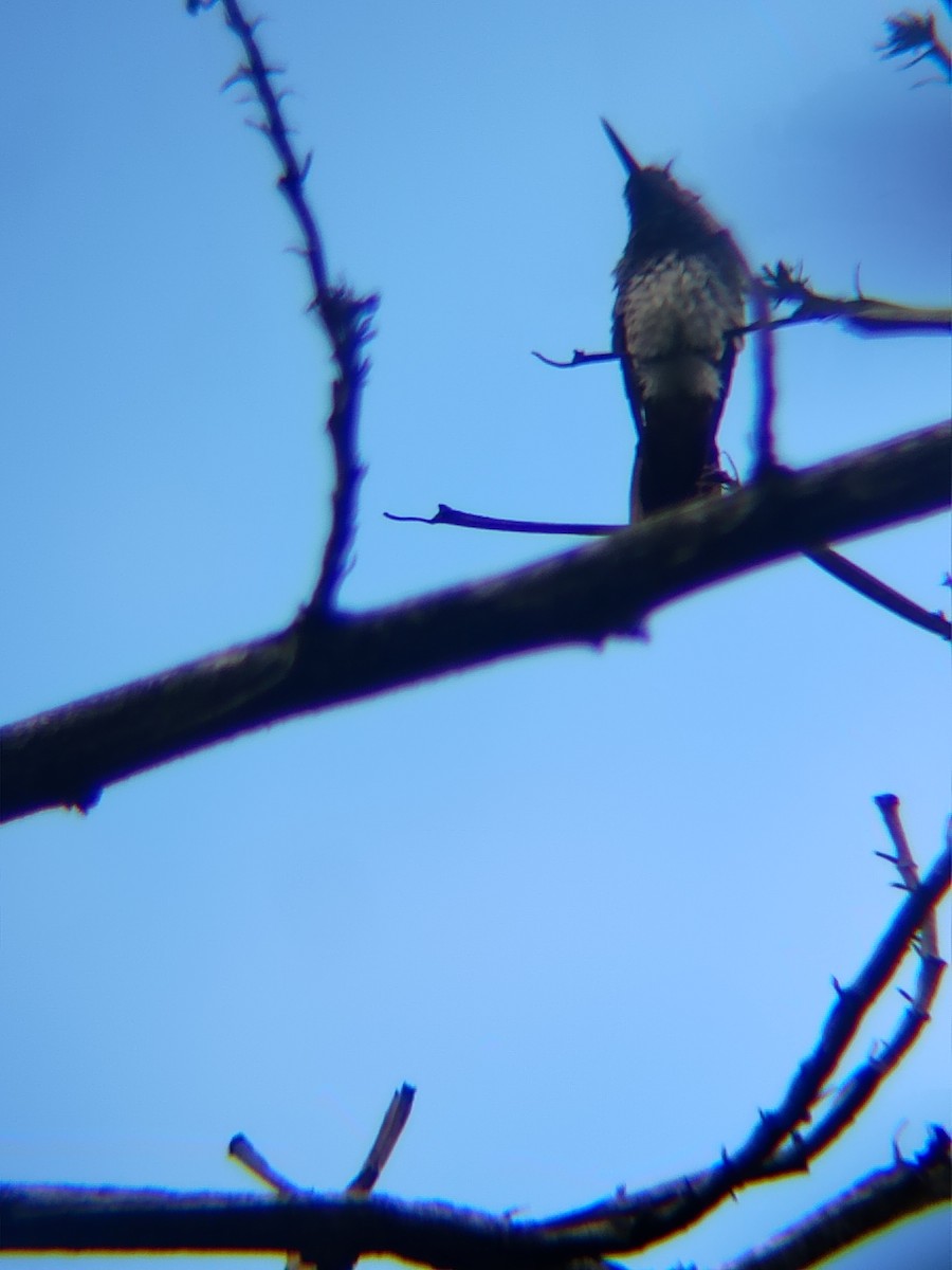 Snowy-bellied Hummingbird - ML637874732