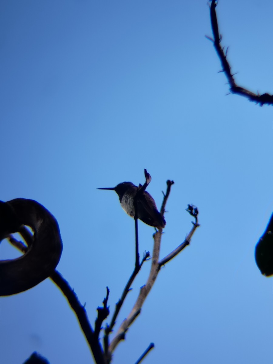 Snowy-bellied Hummingbird - ML637874733