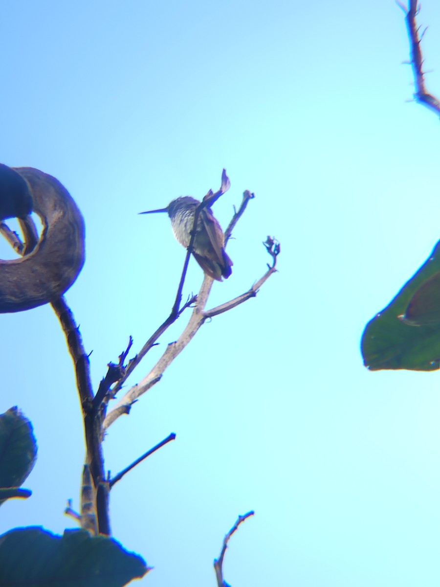 Snowy-bellied Hummingbird - ML637874734