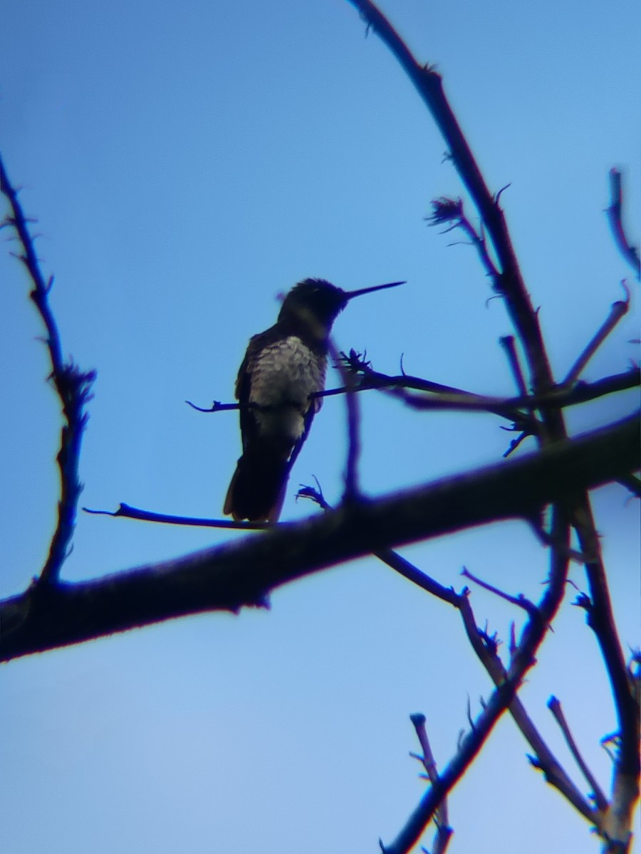 Snowy-bellied Hummingbird - ML637874735