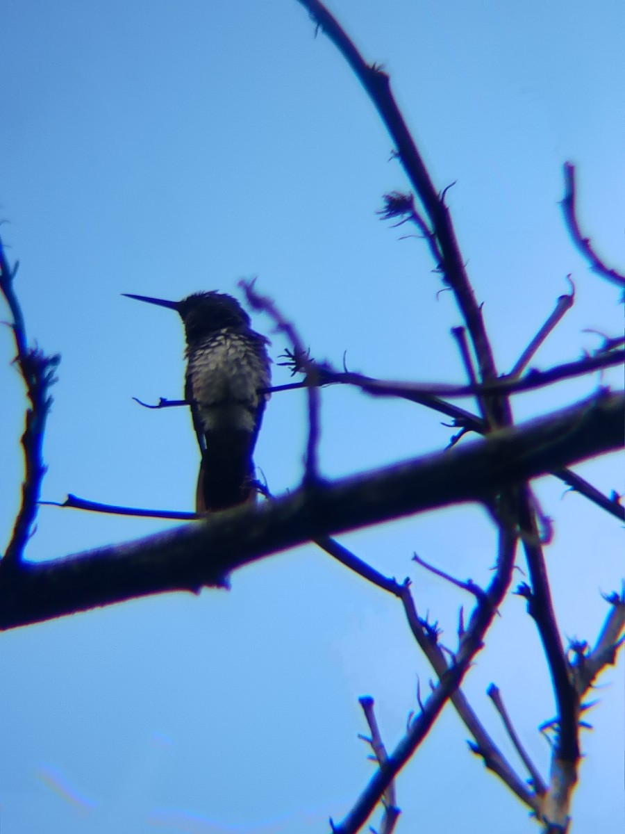 Snowy-bellied Hummingbird - ML637874736