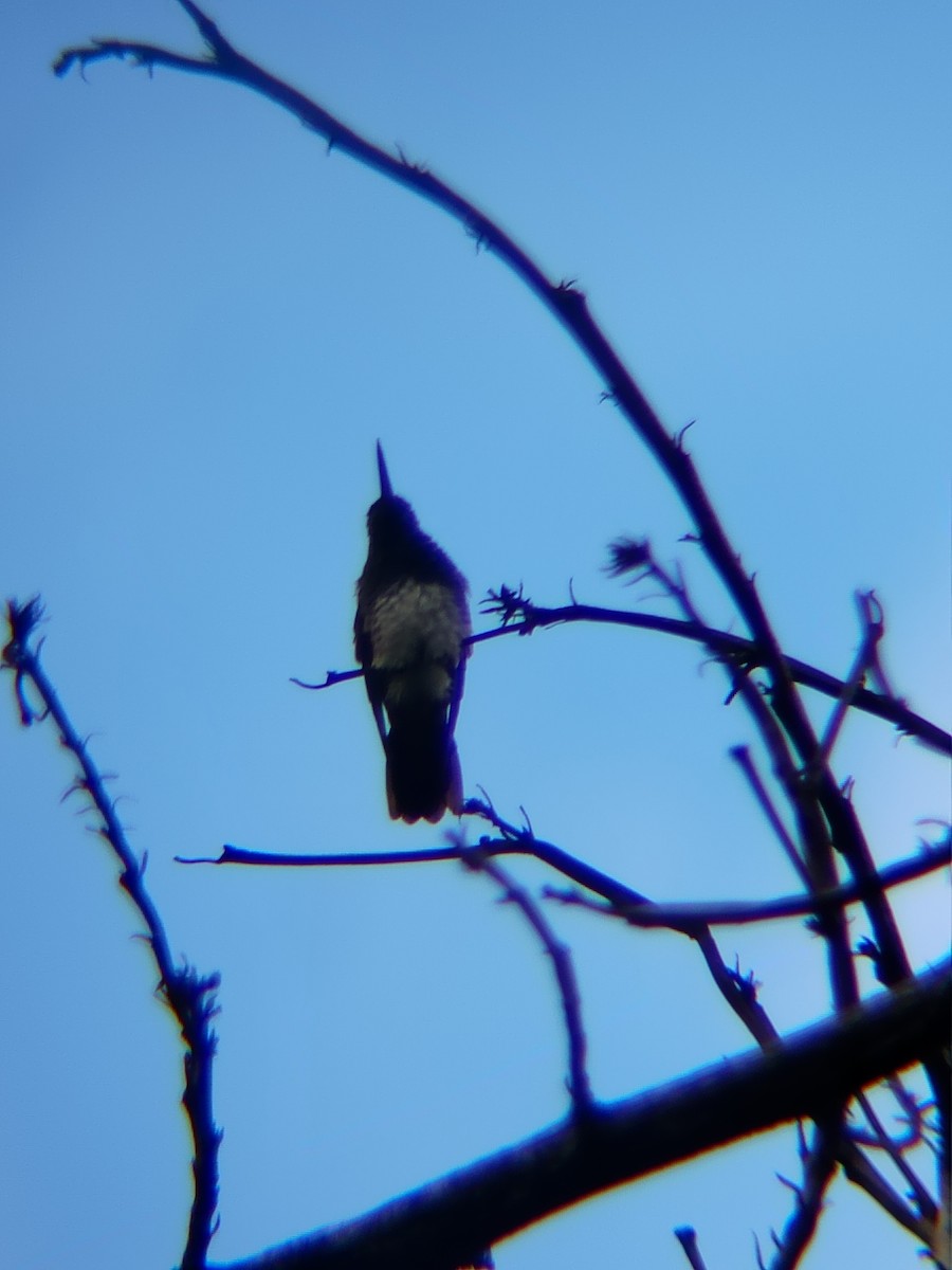 Snowy-bellied Hummingbird - ML637874738