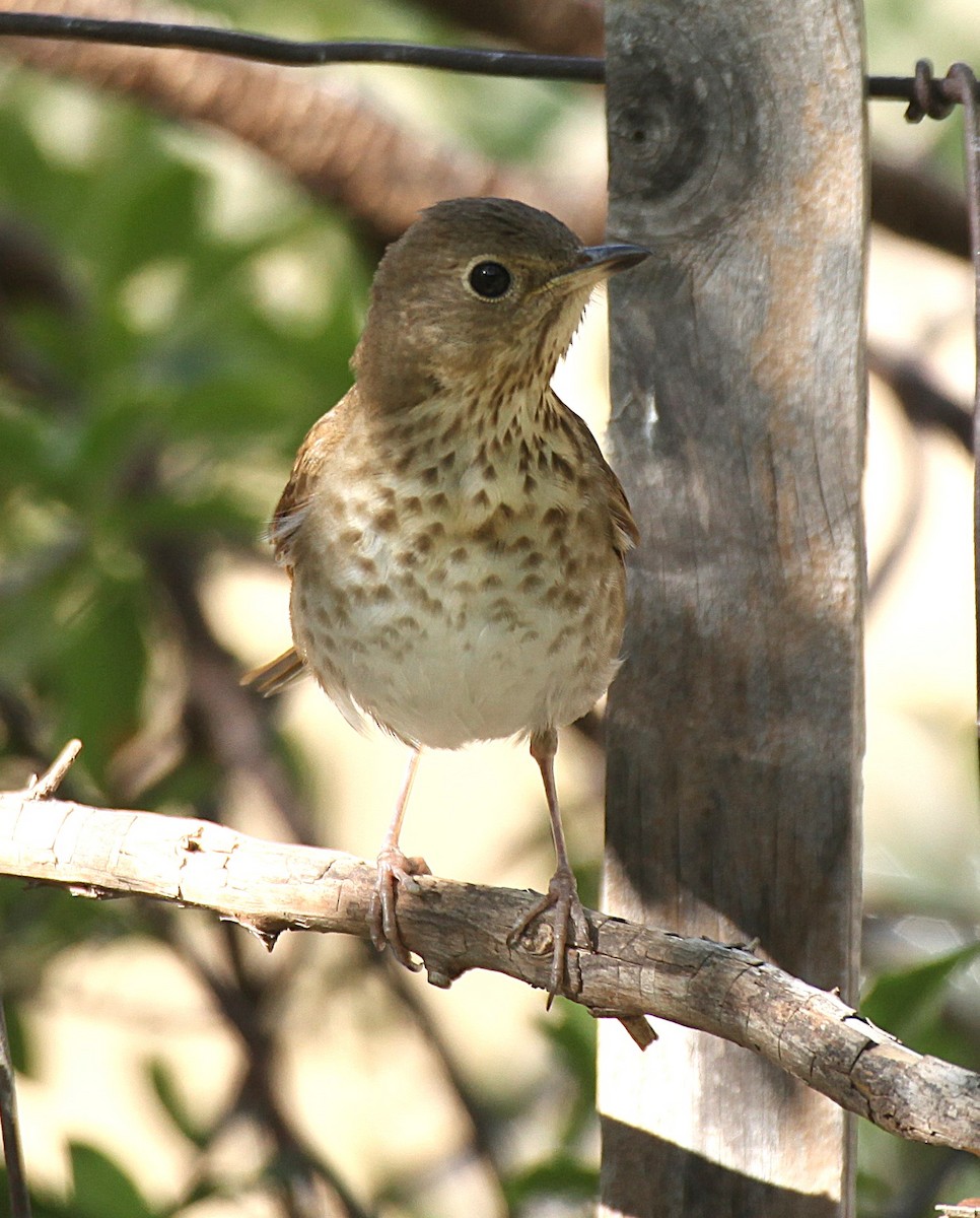 Swainson's Thrush - ML637874742