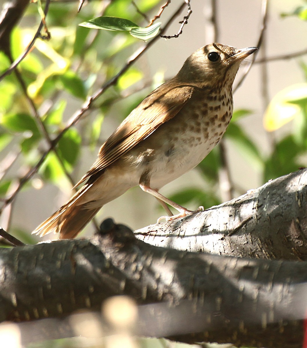 Swainson's Thrush - ML637874744