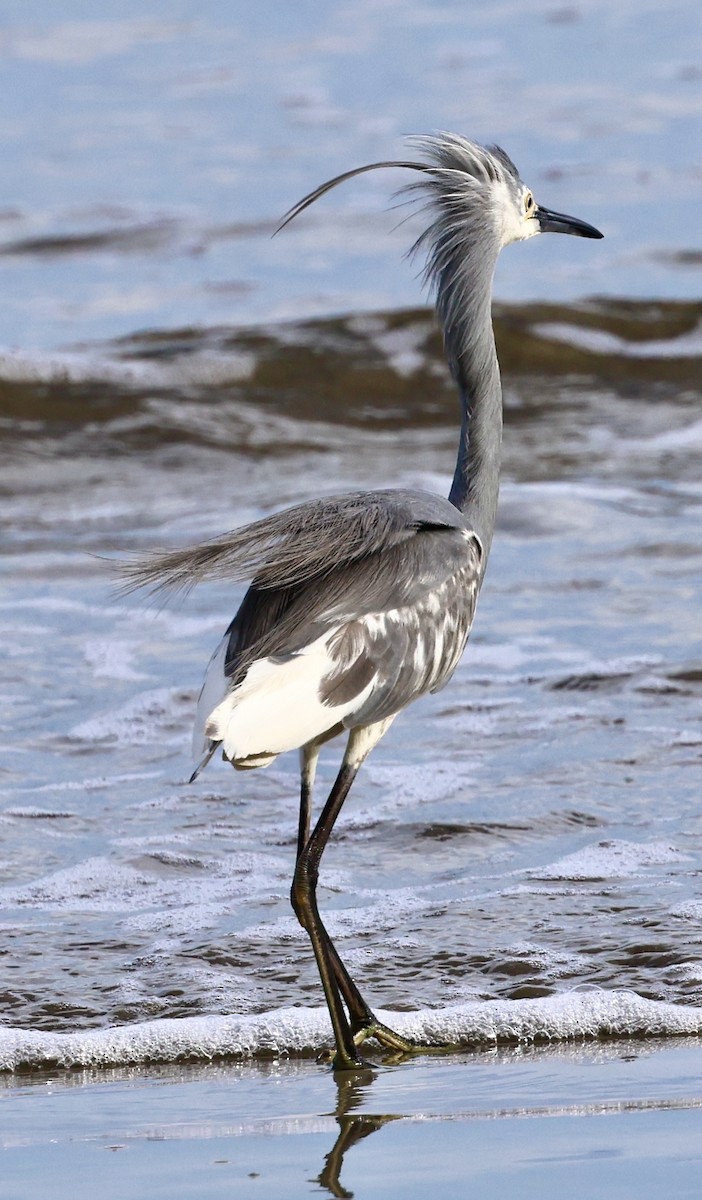 Little Blue Heron - ML637874782