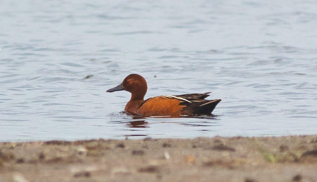 Cinnamon Teal - ML637874785