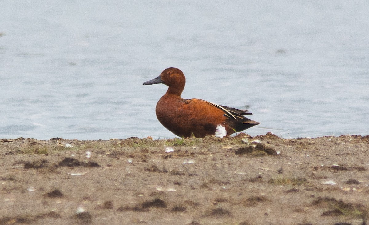 Cinnamon Teal - ML637874786