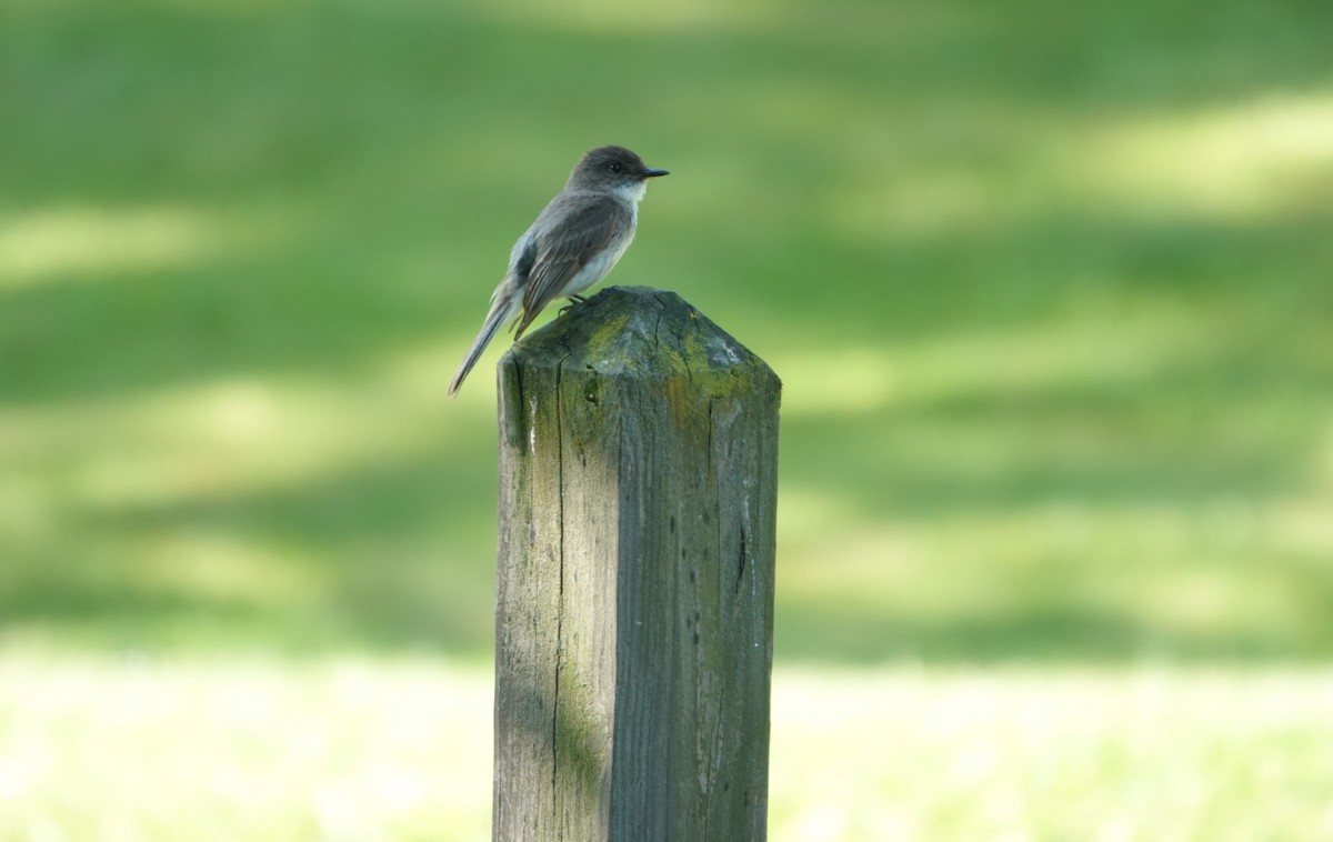 Eastern Phoebe - ML637874788