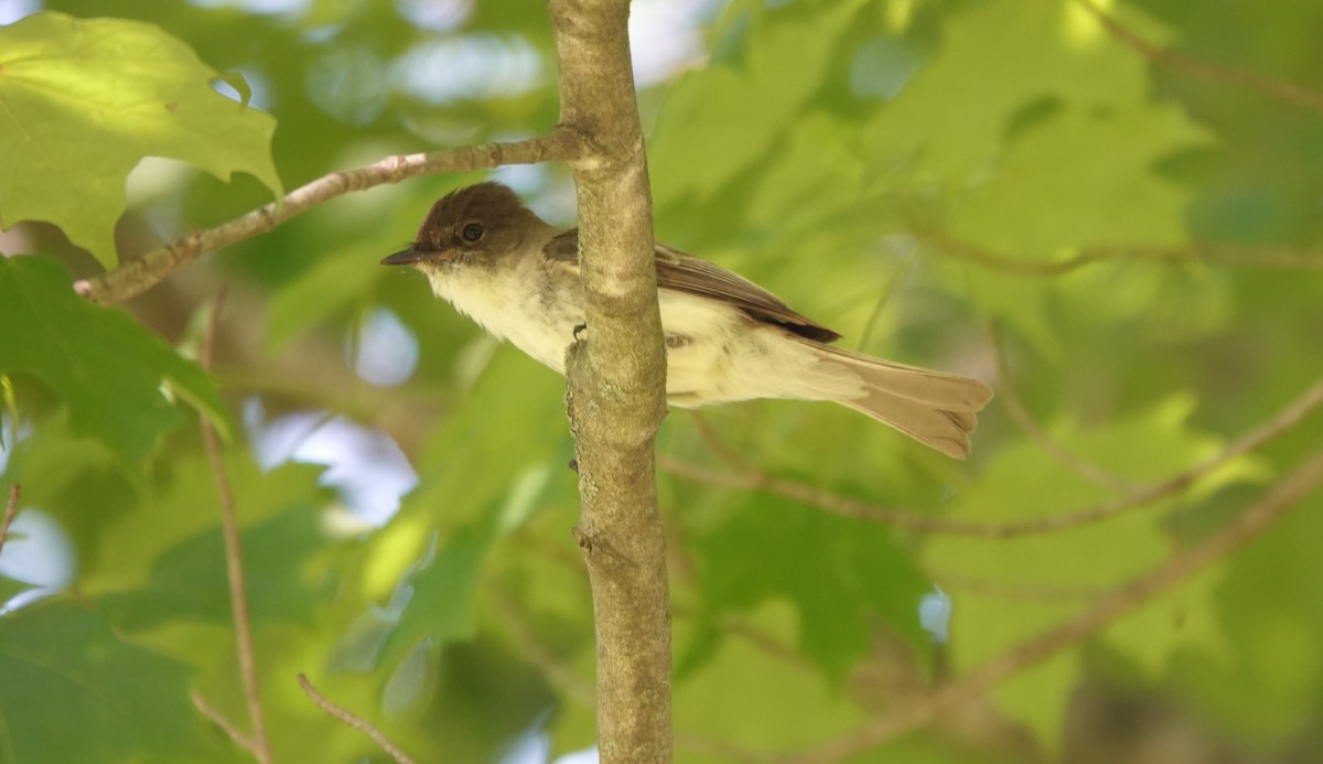 Eastern Phoebe - ML637874789