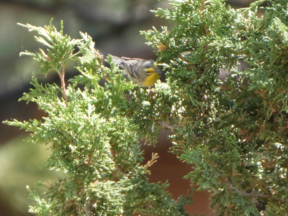Grace's Warbler - ML637874790
