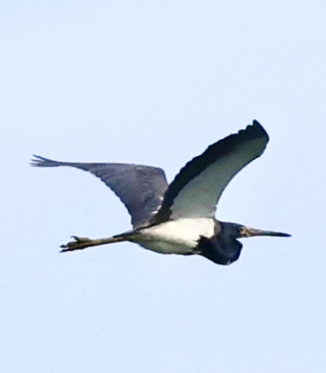 Tricolored Heron - ML637874792