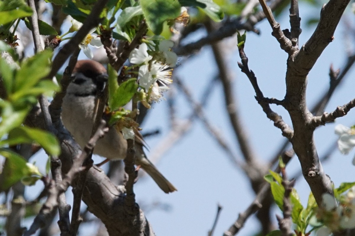 Eurasian Tree Sparrow - ML637874793