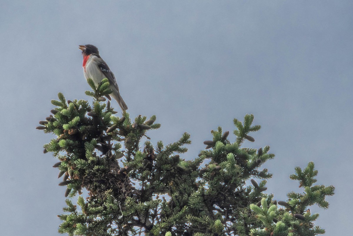 Rose-breasted Grosbeak - ML637874794
