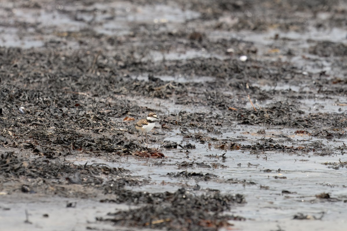 Killdeer - ML637874796