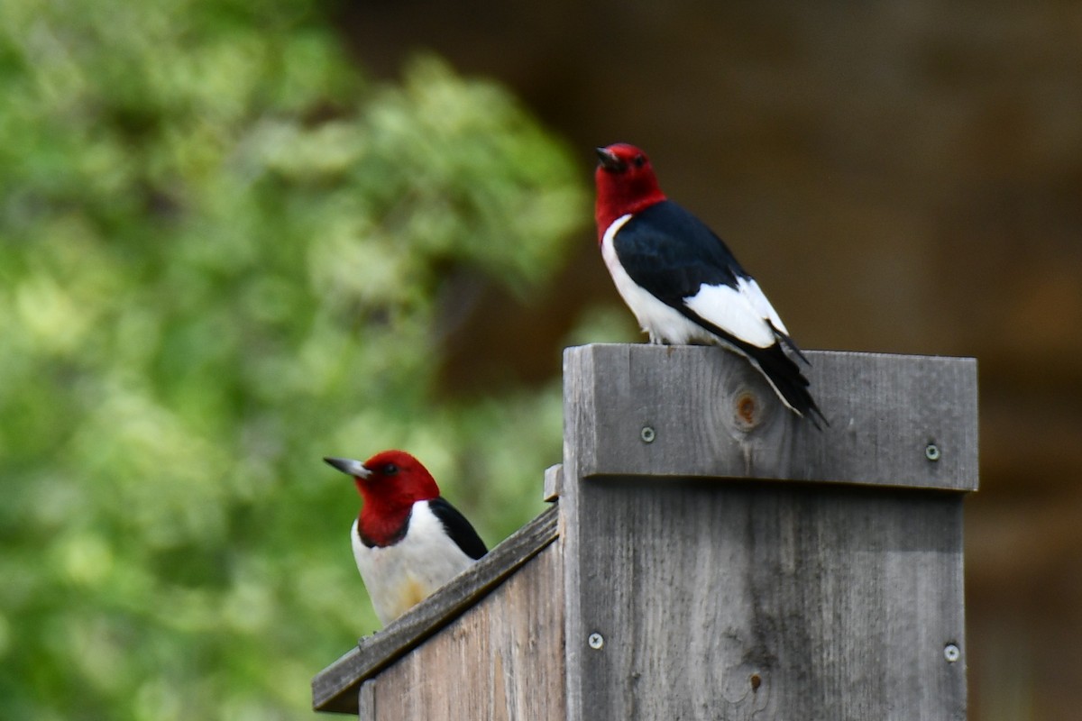 Red-headed Woodpecker - ML637874797