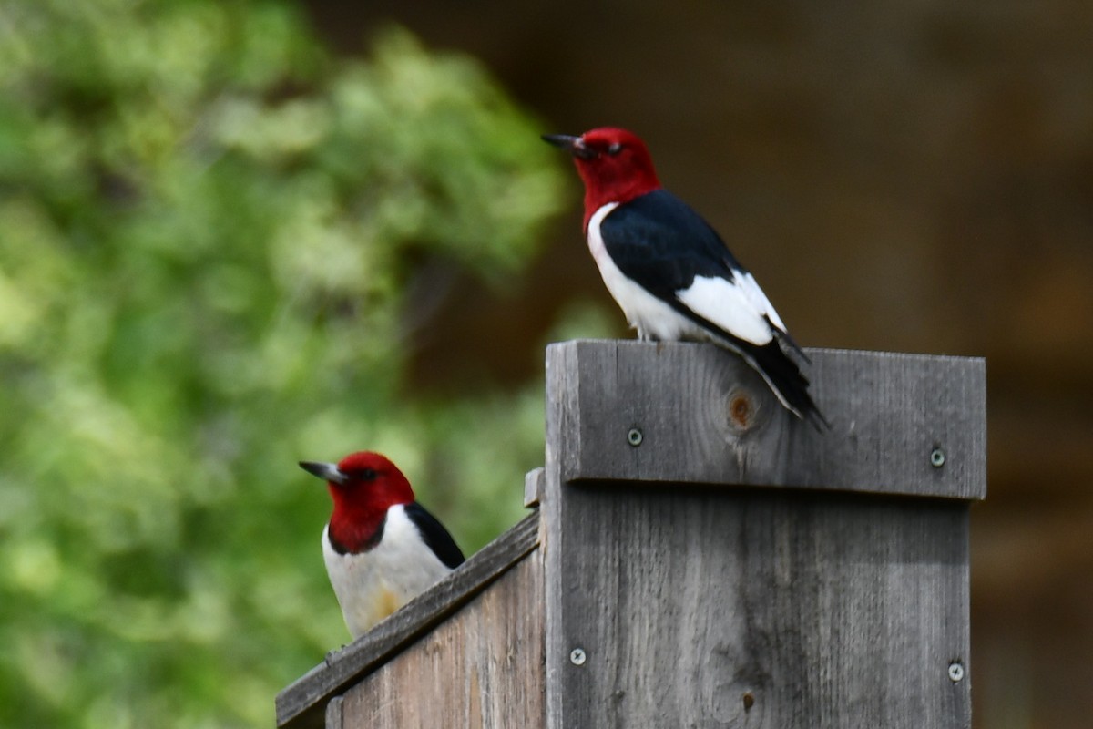 Red-headed Woodpecker - ML637874798