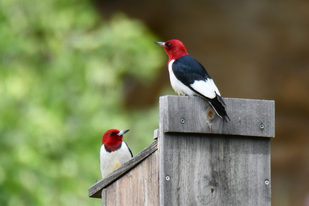 Red-headed Woodpecker - ML637874799