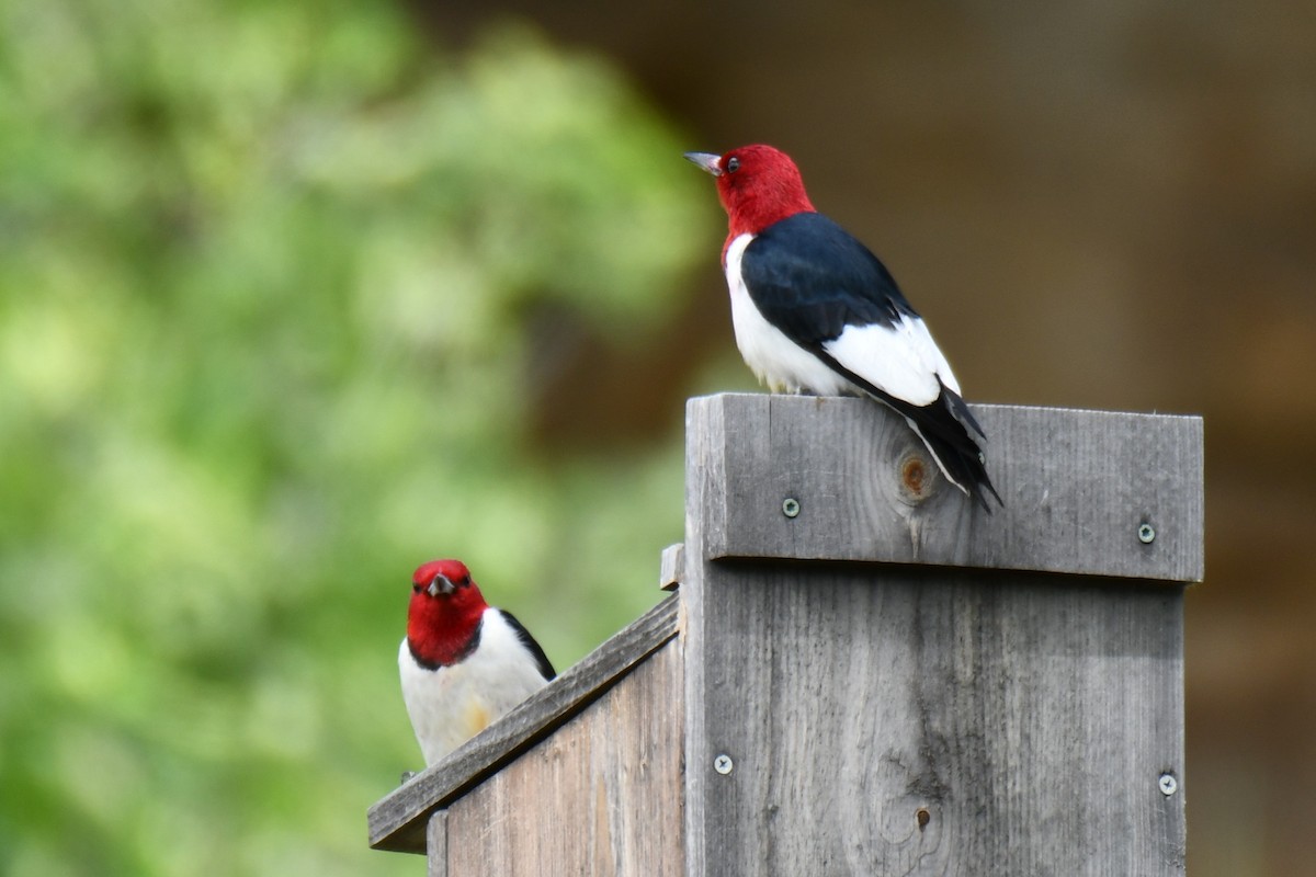 Red-headed Woodpecker - ML637874800