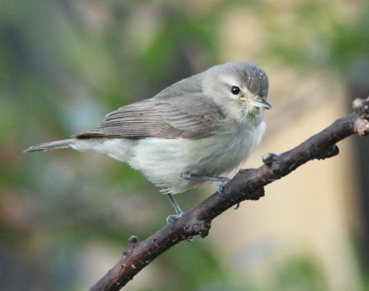 Warbling Vireo - ML637874801