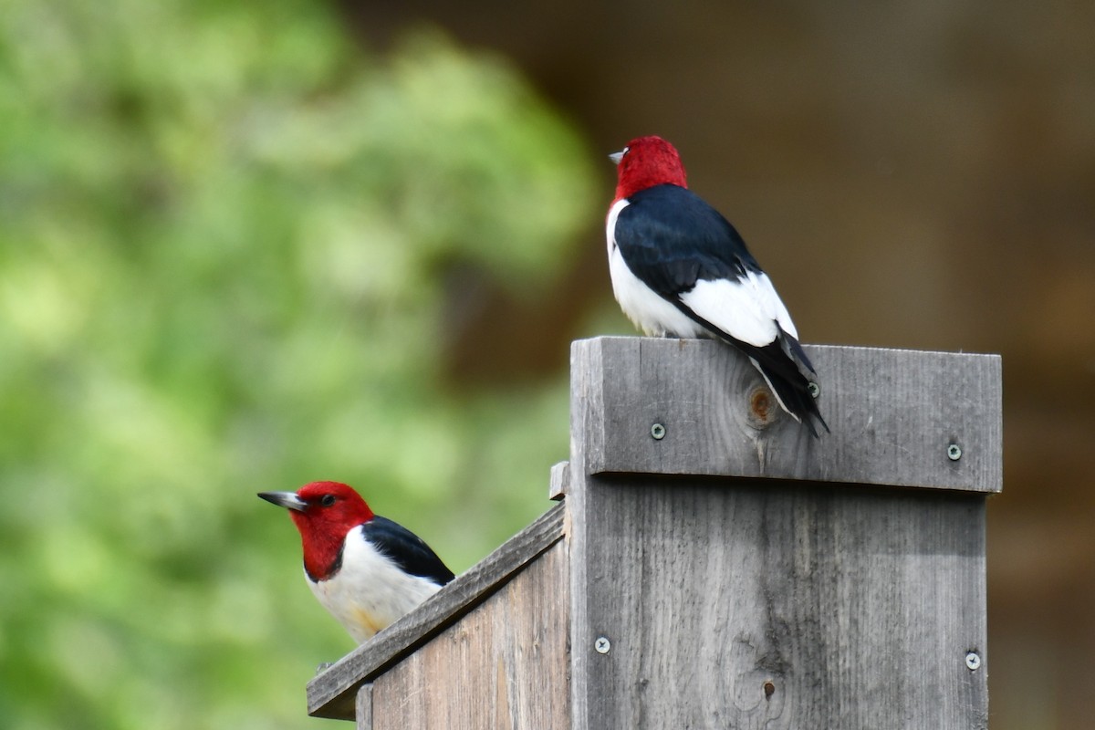 Red-headed Woodpecker - ML637874802