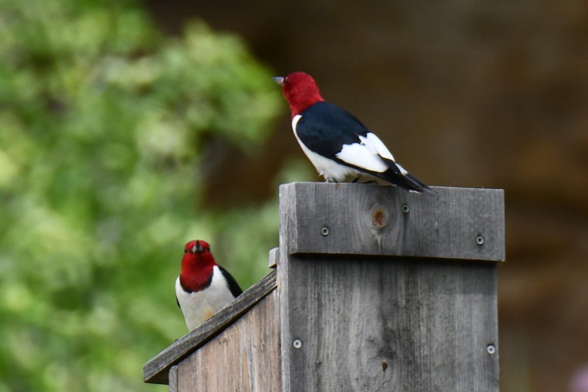 Red-headed Woodpecker - ML637874803