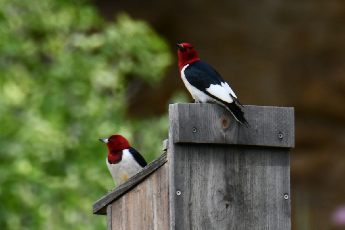 Red-headed Woodpecker - ML637874804
