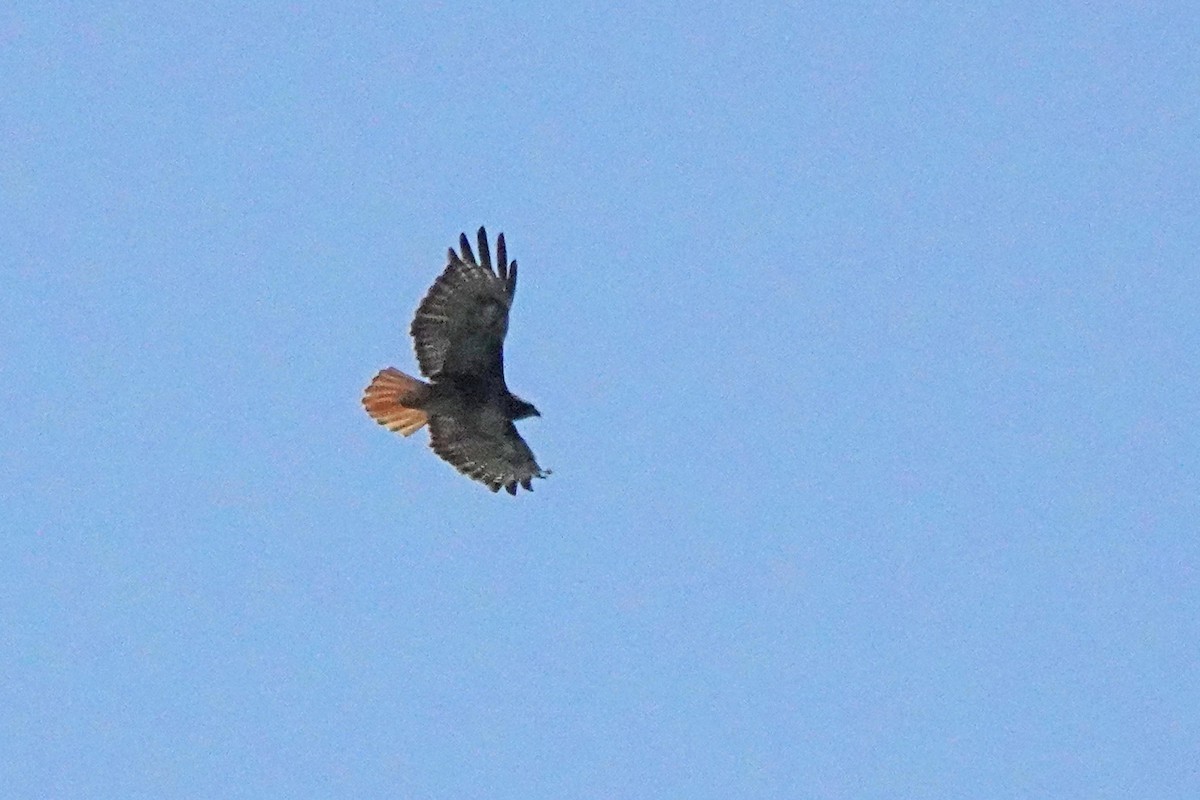 Red-tailed Hawk - ML637874805