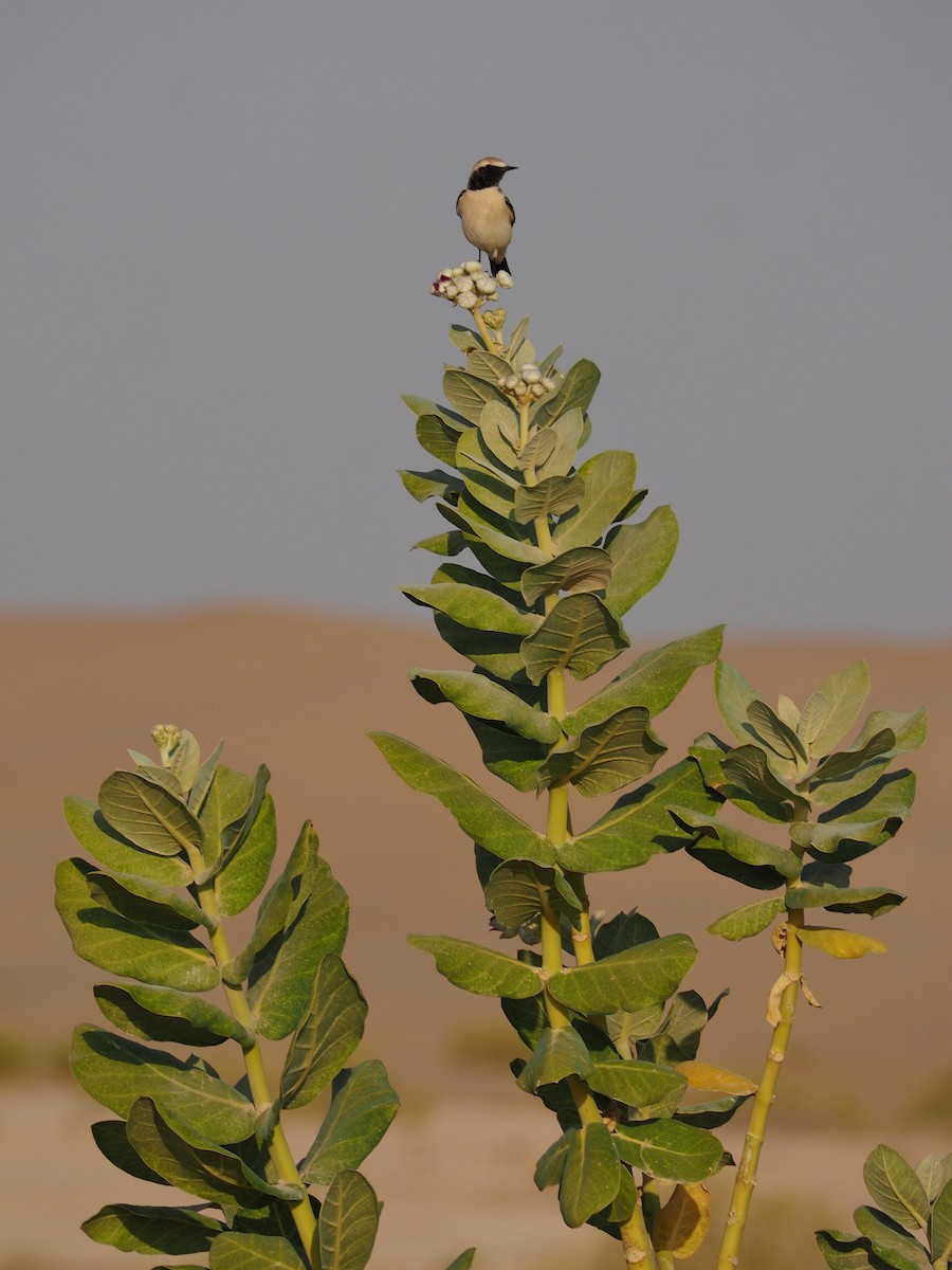 Desert Wheatear - ML637874806